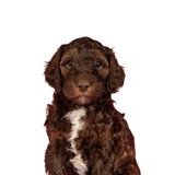 Cane giovane