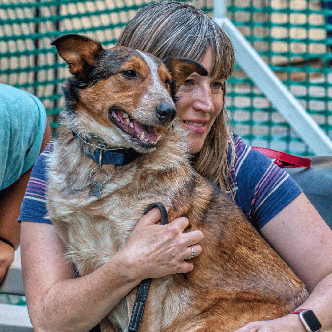 Recensione sull'addestramento del cane