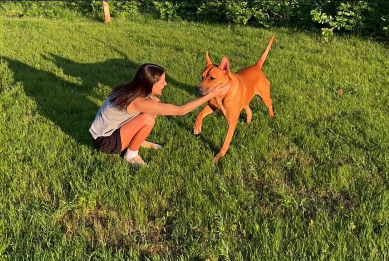 Cane che torna correndo nel prato